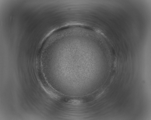 X0000081350352200701111501