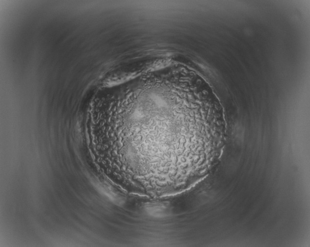 X0000081350373200701111501