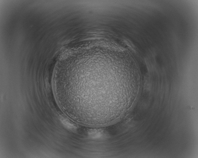 X0000081350377200701111501