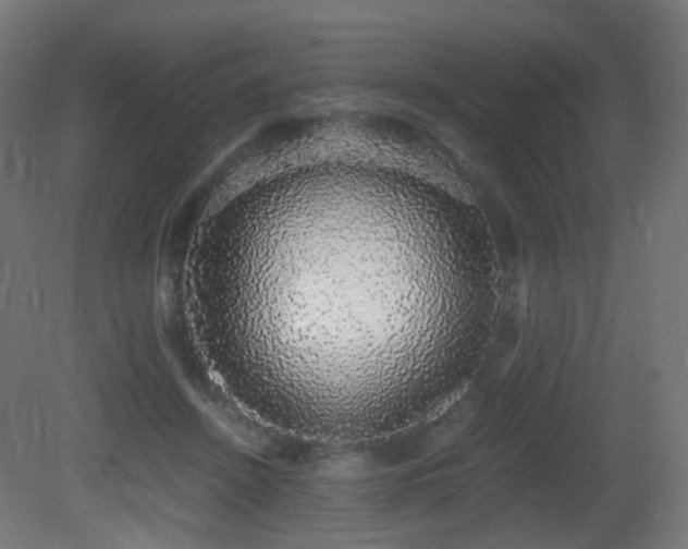 X0000081350456200701111459