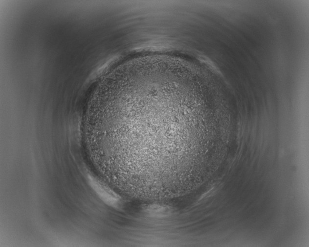X0000081350542200701111458