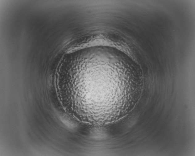 X0000081350652200701111456