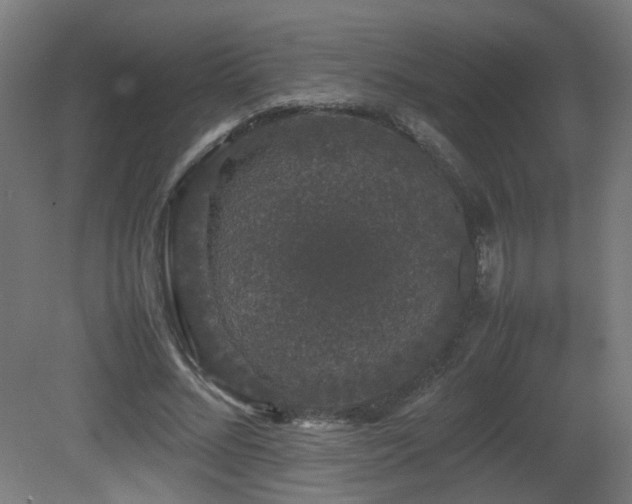 X0000081350684200701111455