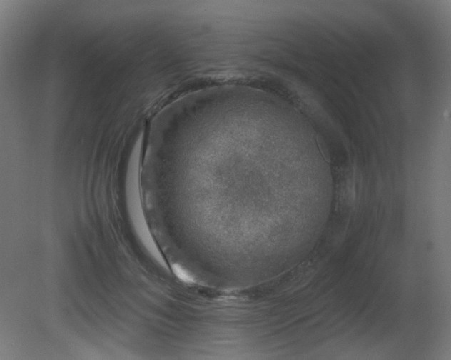 X0000081350700200701111455