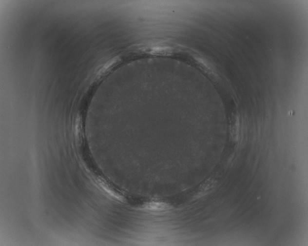 X0000081350748200701111455
