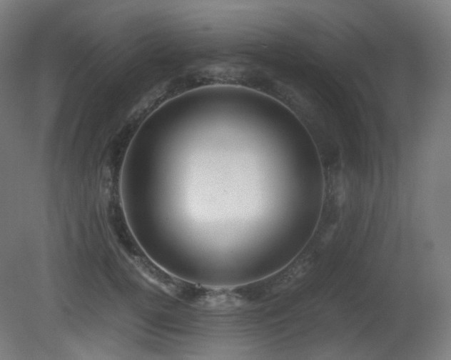 X0000081350752200701111455