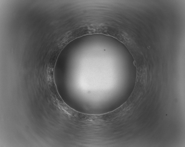 X0000081350770200701111454
