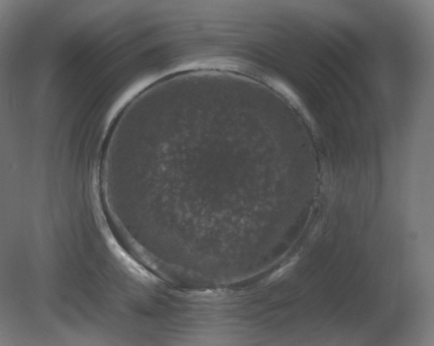 X0000081350952200701111451