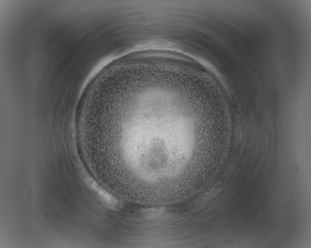 X0000081350990200701111450
