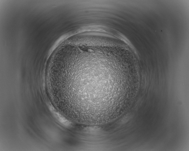 X0000081350994200701111450