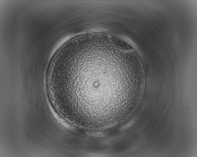 X0000081351047200701111450