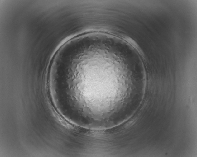X0000081351052200701111450
