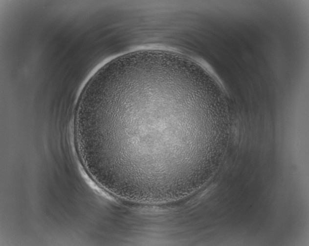 X0000081351100200701111448