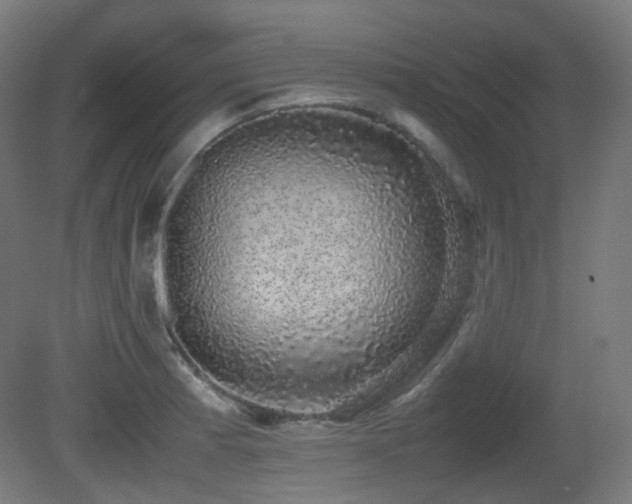 X0000081351185200701111447