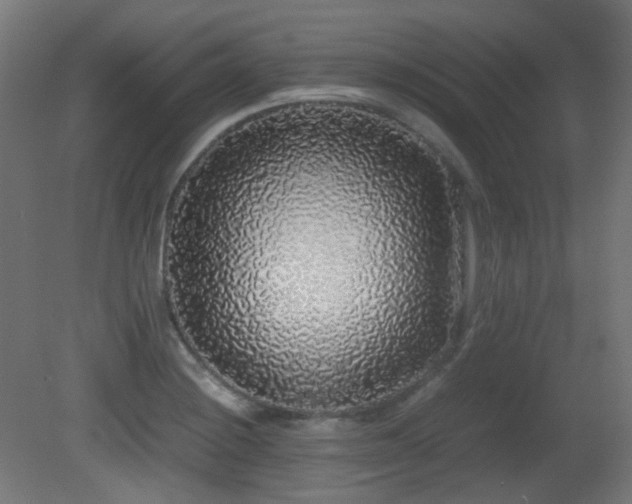 X0000081351228200701111446