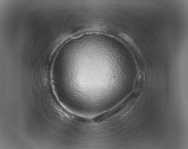 X0000081351260200701111446