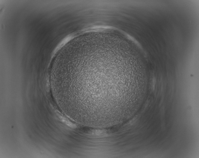 X0000081351362200701111444