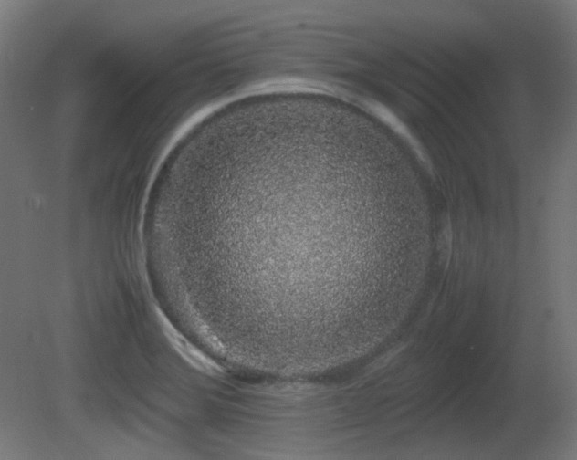 X0000081351372200701111444