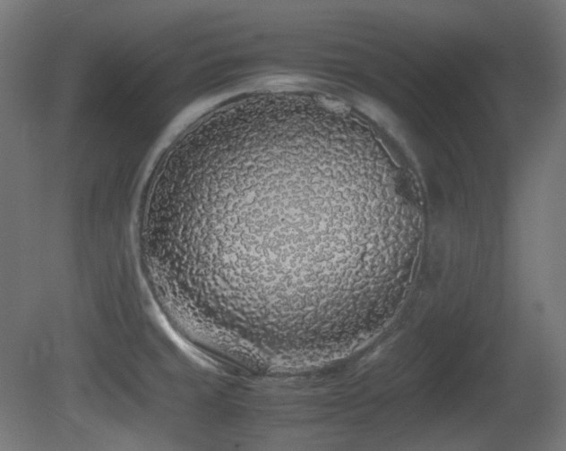 X0000081351429200701111443