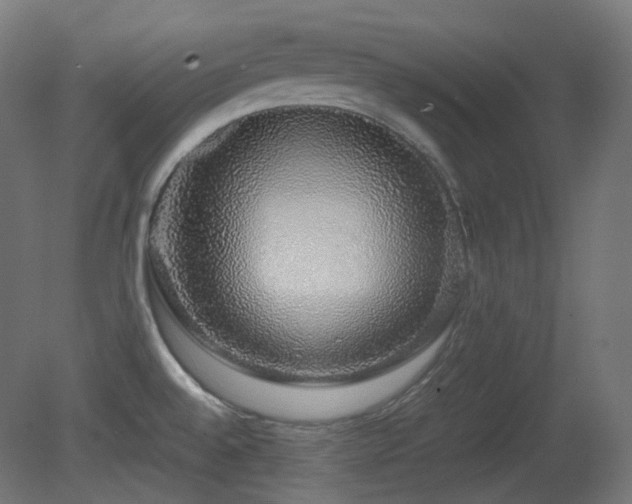 X0000081351528200701111442