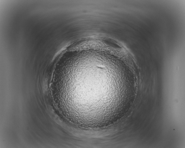 X0000081350010200701182059