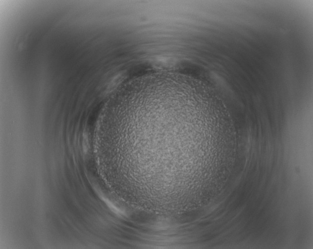 X0000081350130200701182057