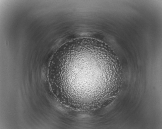 X0000081350175200701182056