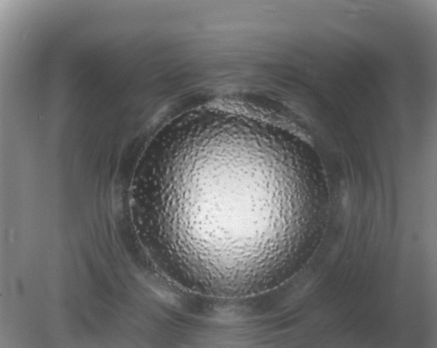 X0000081350268200701182054