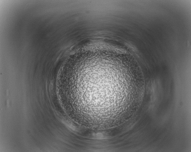 X0000081350365200701182053