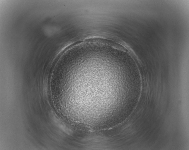 X0000081350386200701182052
