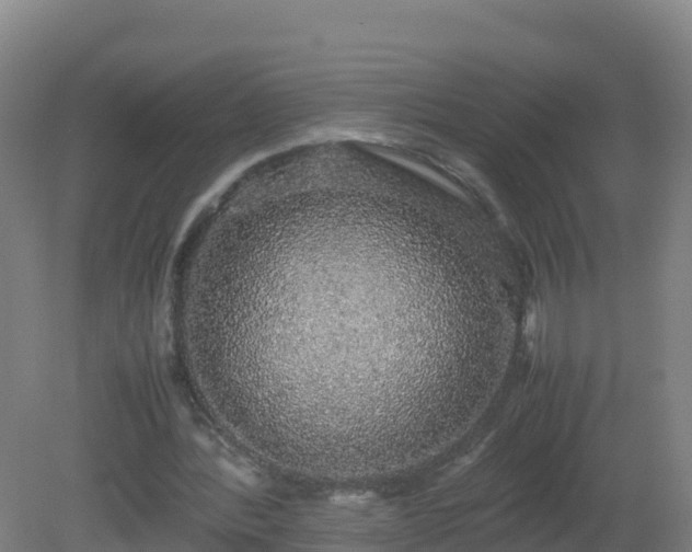 X0000081350388200701182052