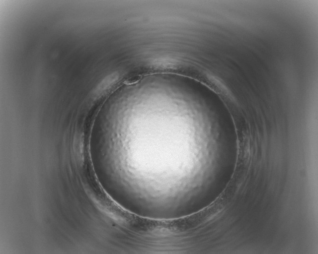 X0000081350494200701182050
