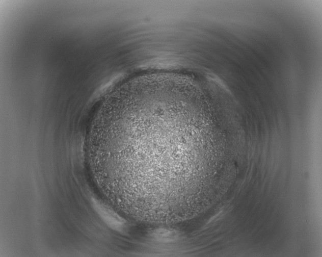 X0000081350542200701182049