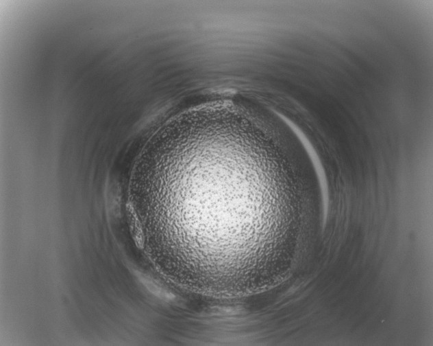 X0000081350552200701182049
