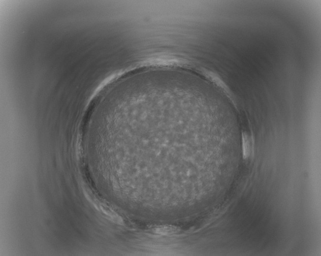 X0000081350579200701182049