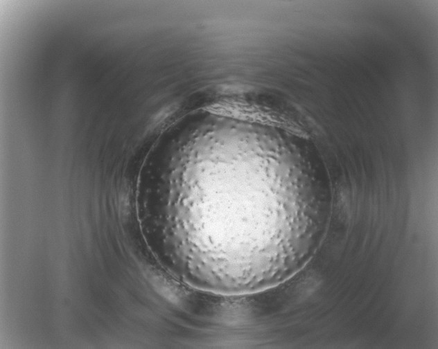 X0000081350668200701182048