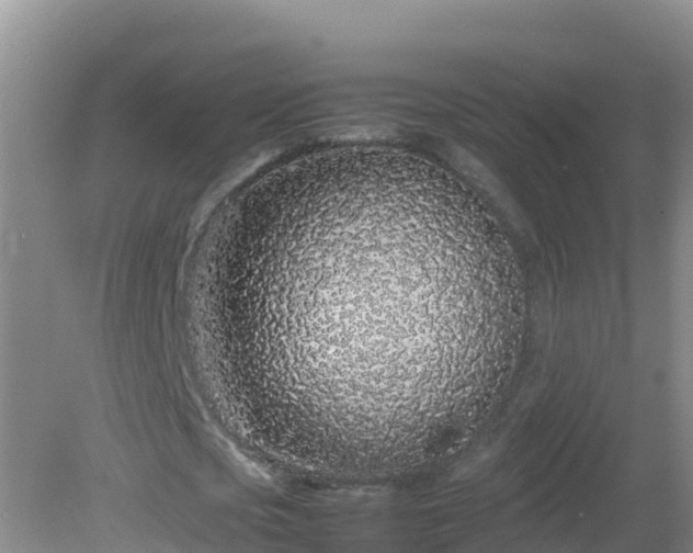 X0000081350721200701182046