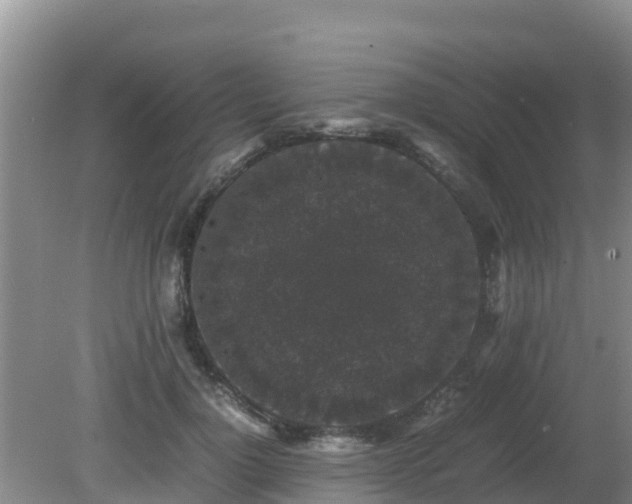 X0000081350748200701182046