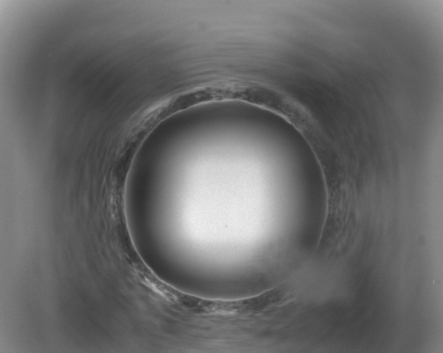 X0000081350773200701182046
