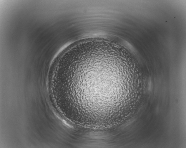 X0000081350780200701182045