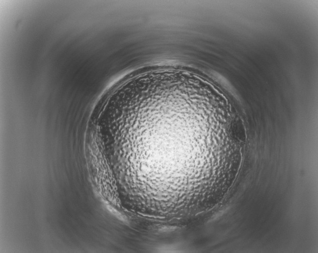 X0000081350839200701182044