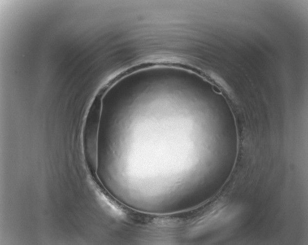 X0000081350840200701182044