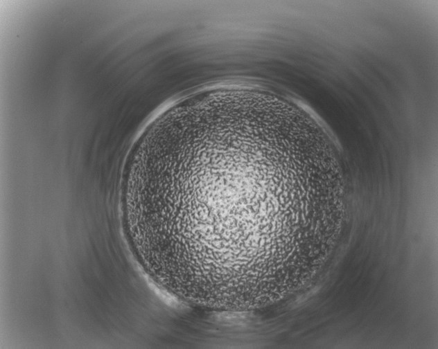 X0000081350853200701182045