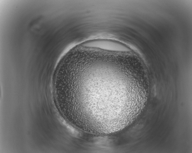 X0000081350990200701182042