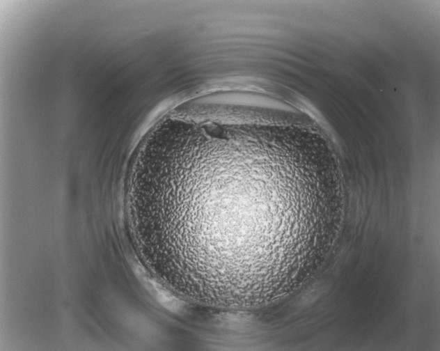X0000081350994200701182042