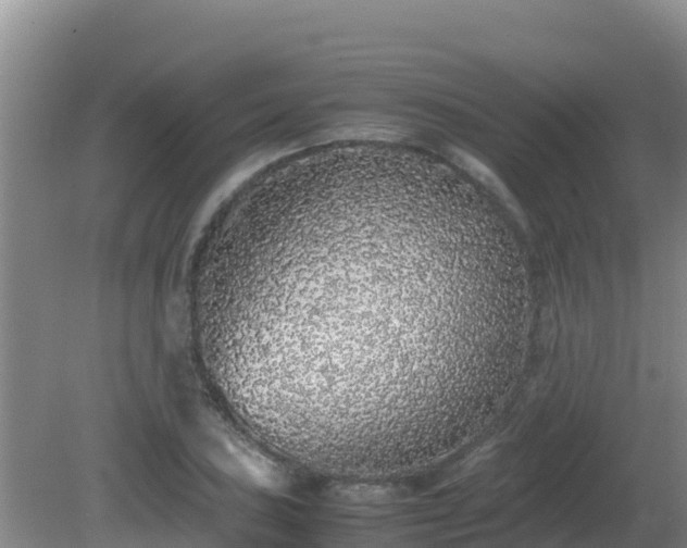 X0000081351027200701182041