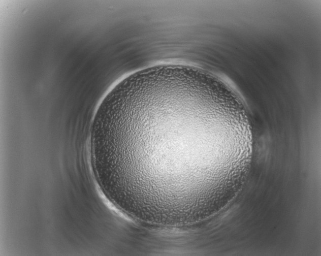 X0000081351100200701182040
