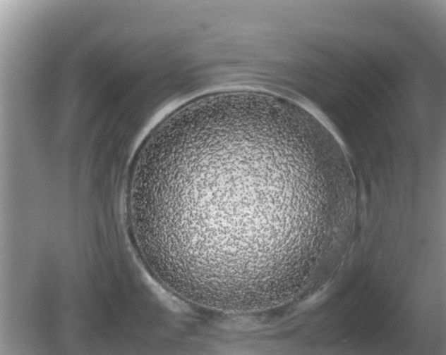 X0000081351101200701182040