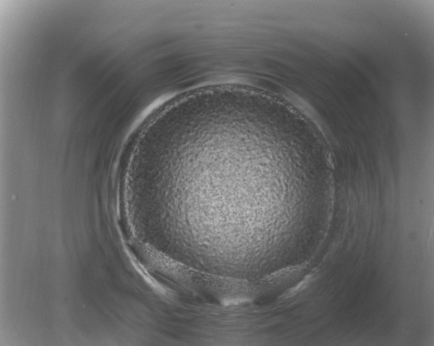 X0000081351127200701182040