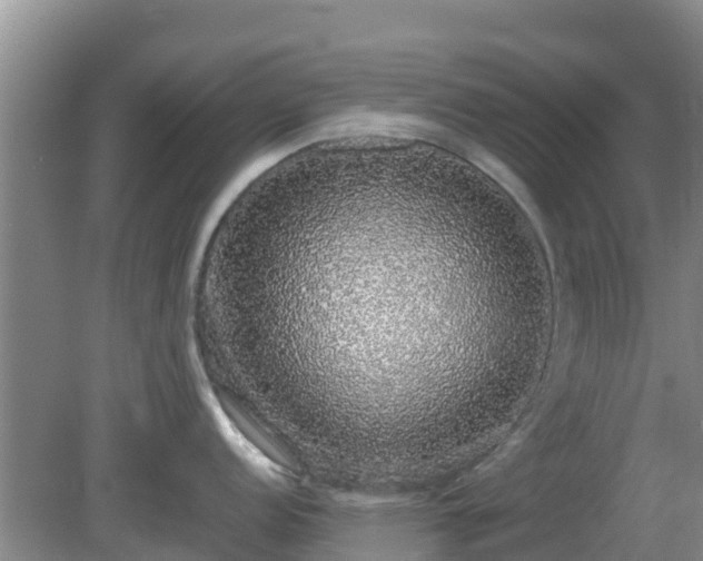 X0000081351152200701182040